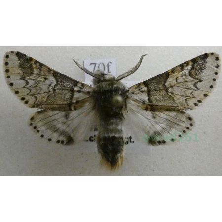 Furcula bifida (Brahm, 1787) male Widłogonka dwojaczka, Leszczotka dwojaczka Czech70f